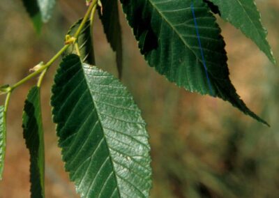 Close up of Siberian elm leaves