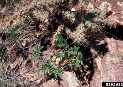 Young Siberian elm saplings shooting up from under a rock, surrounded by cacti and dry grasses