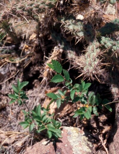 Young Siberian elm saplings shooting up from under a rock, surrounded by cacti and dry grasses
