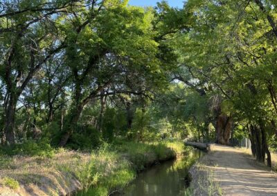 Large Siberian elms lining an irrigation ditch