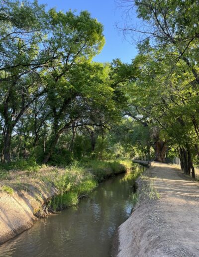 Large Siberian elms lining an irrigation ditch