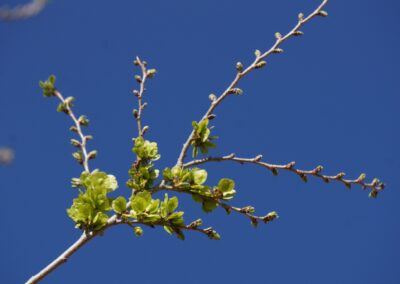 A young Siberian elm branch, seeds mid-way through developing out of the tiny inflorescences