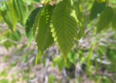 Siberian elm leaves alternate, egg- to lance-shaped, margins serrated, with light-colored veins