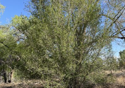 Siberian elm growing as a large shrub in dryland