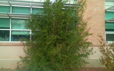 Siberian Elm