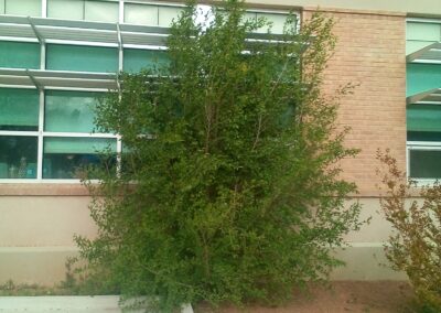 Siberian Elm