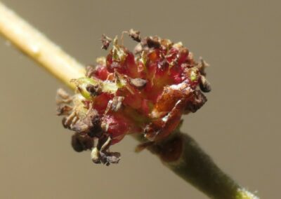 Siberian elm inflorescence, a small dense group on buds clustered along the new branches