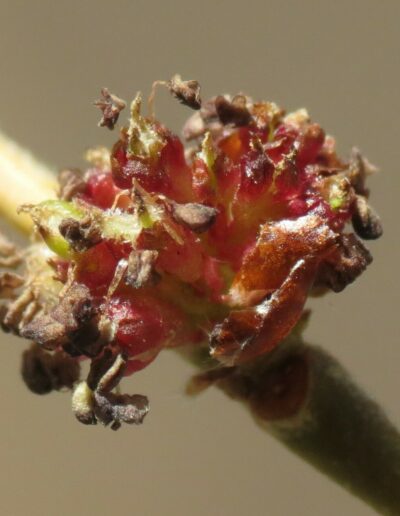 Siberian elm inflorescence, a small dense group on buds clustered along the new branches