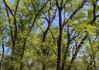 Mature Siberian elm crowns, open with large, wide-spreading limbs