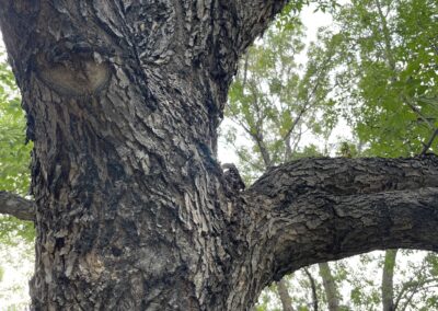 Large Siberian elm trunk with characteristic bark pattern, fissured into network of shallow ridges
