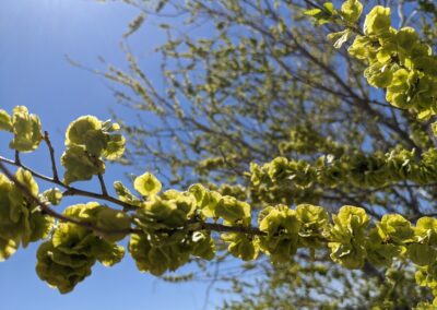 Siberian elm branches bearing many clusters of seeds after flowers have been pollinated