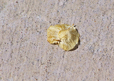 Old dried up and yellowed Siberian elm seed lying on cement