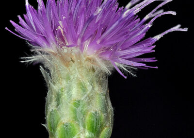 A close-up view shows a thistle flower with vibrant purple petals radiating outward in a brush-like pattern. The base of the flower is green, with fine hairs visible along its surface. The petals are thin and elongated, creating a dense, textured bloom that stands out sharply against the solid black background. Lighting highlights the intricate structure and surface details of both the flower and its base.