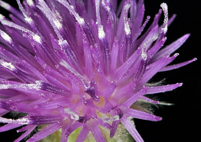 A close-up view shows a purple flower with long, thin, spiky petals radiating outward from a densely packed center. Each petal is tipped with white pollen, and the vibrant coloration stands out sharply against the solid black background. The lighting emphasizes the intricate structure and texture of the flower, making the details of its form clearly visible.