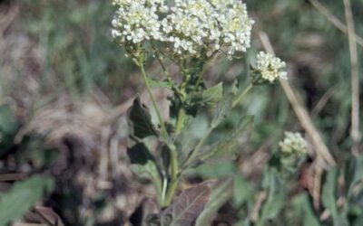 Hoary Cress