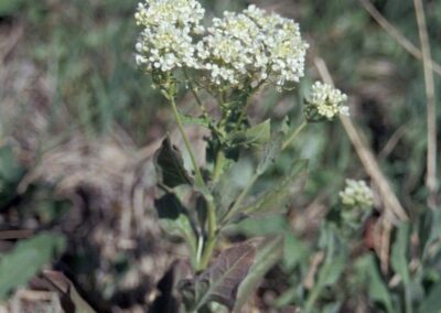 Hoary Cress