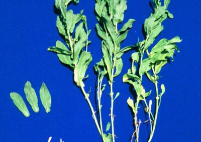 Hoary cress plant specimen against a blue background, showing green stems with white flower clusters, leaves, and pale roots. Three separate leaves are displayed to the left