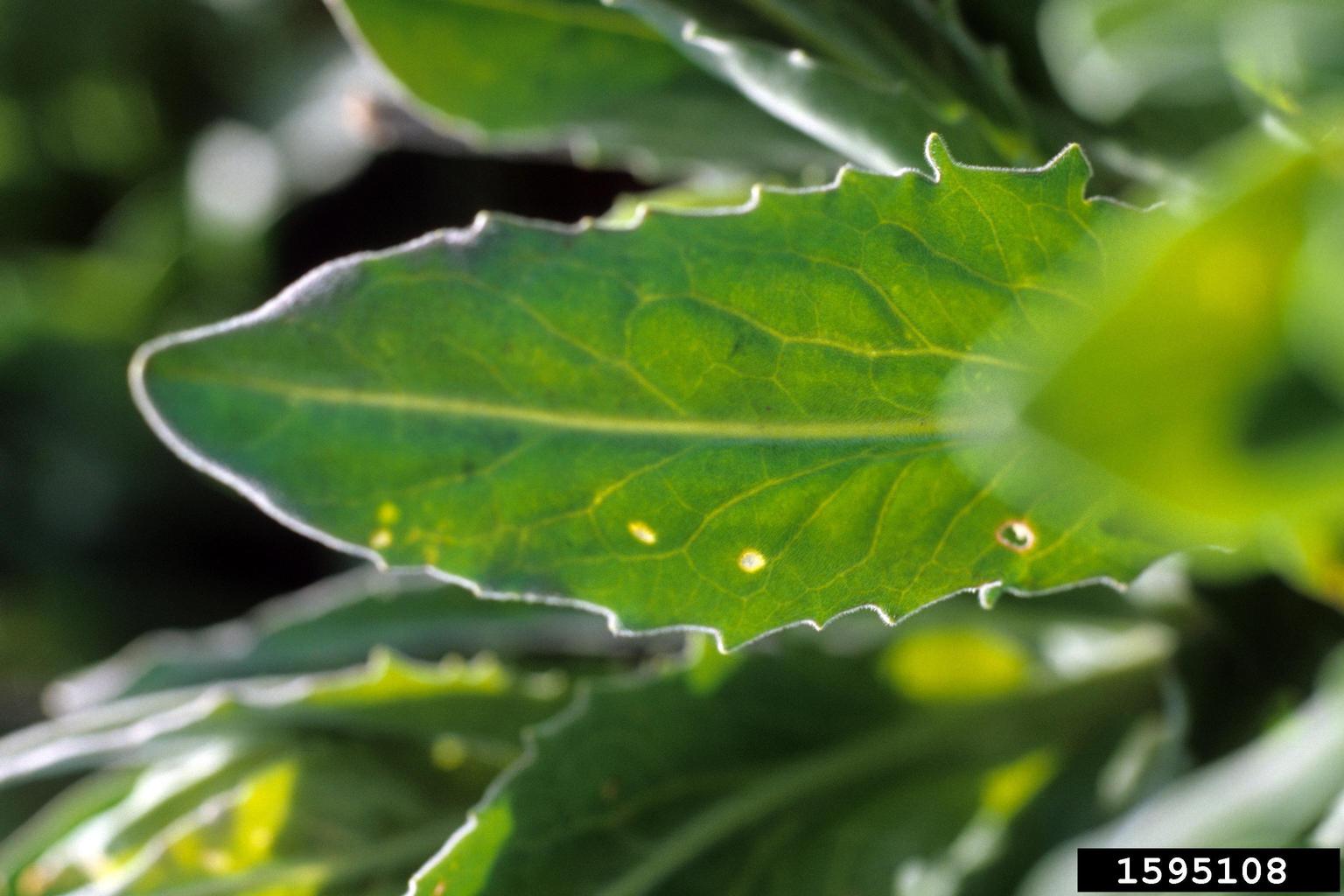 closeup of hoary cress leaf with ragged margins