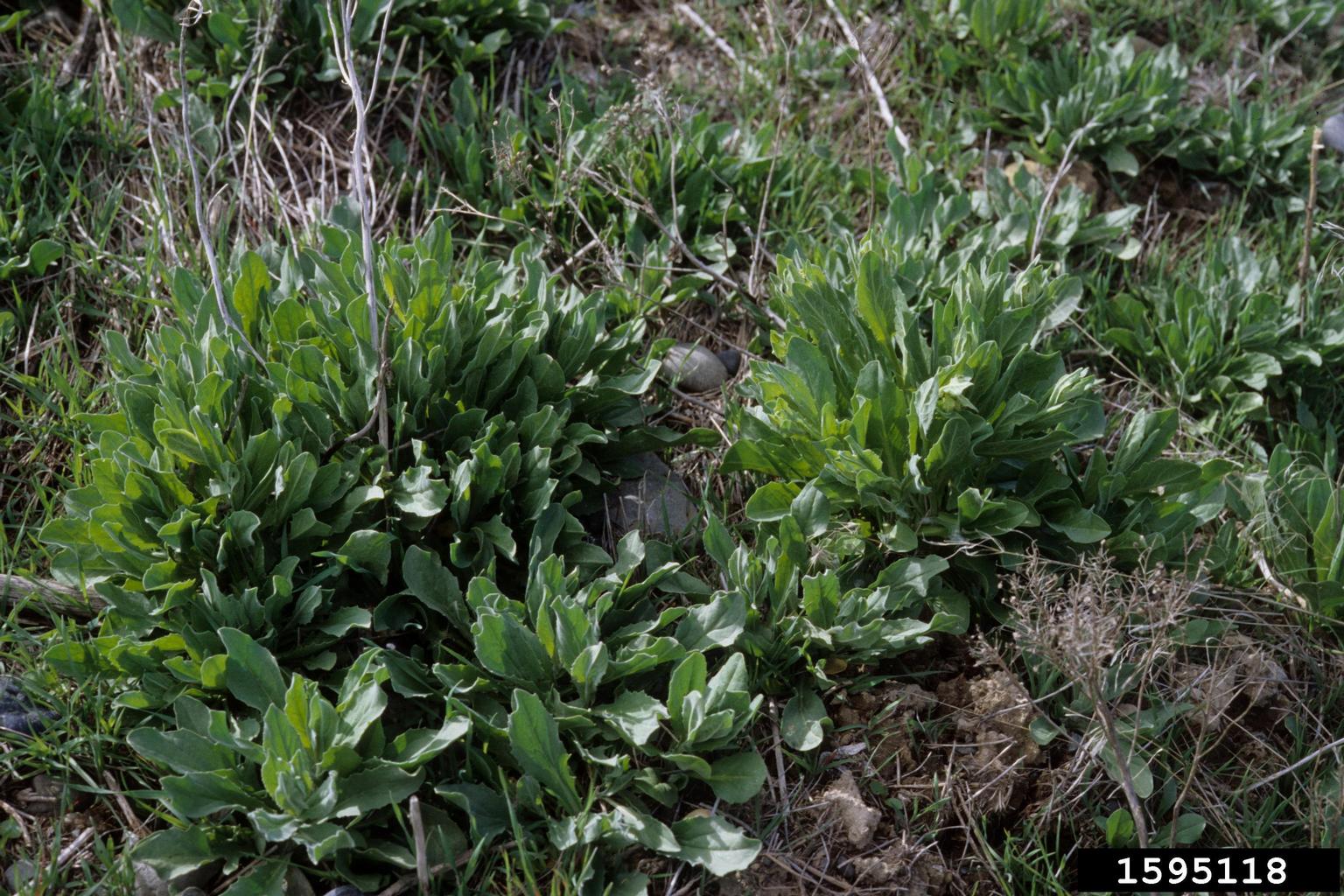 tufts of young hoary cress leaves form into basal rosettes amid dry grass