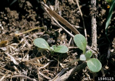 two hoary cress seedlings with two sets of two leaves emerging from soil and plant debris