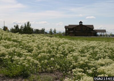 A hoary cress infestation stretches toward a rustic brown building with a central tower, under a bright, partly cloudy sky