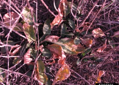 wilted hoary cress stems and leaves, the stems and leaf tips have wilted to a the pink color of vomit