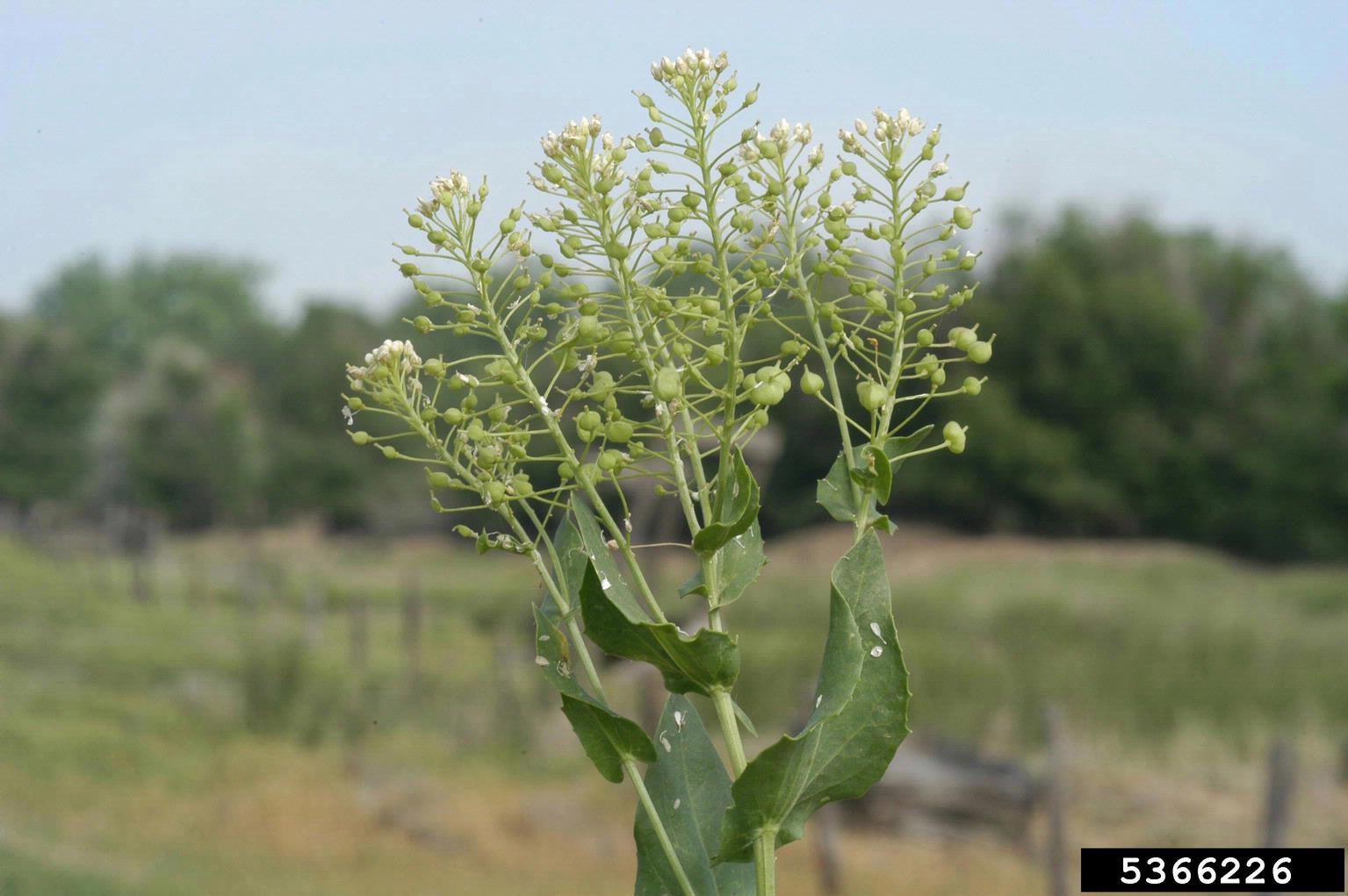 hoary cress plant; wavy lance-shaped leaves with bases clasping around stems lead up to heart-shaped seed pods. A few remaining white flowers sit at the tips.