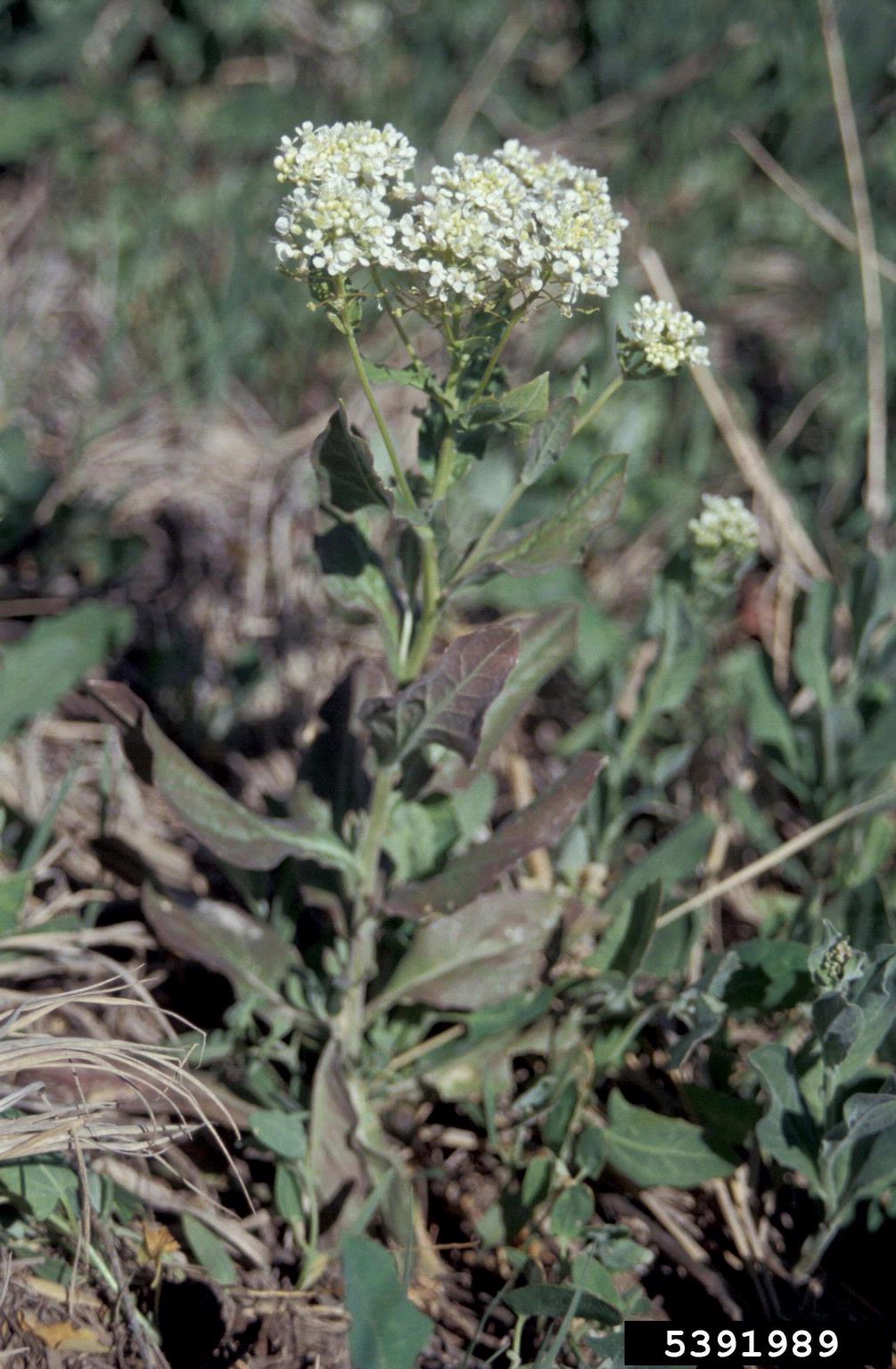 hoary cress plant; wavy lance-shaped leaves with bases clasping around stems lead up to heart-shaped seed pods. A few remaining white flowers sit at the tips.