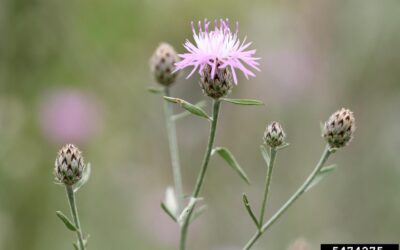 Spotted Knapweed