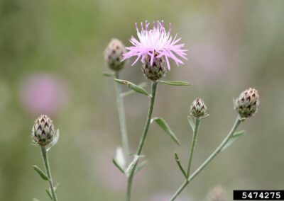 Spotted Knapweed