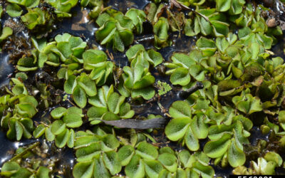 Giant Salvinia
