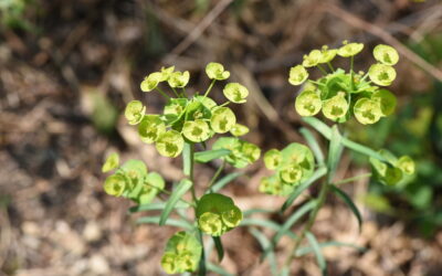 Leafy Spurge
