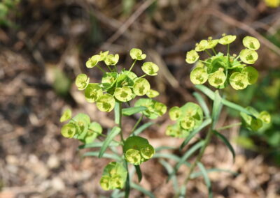 Leafy Spurge