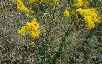 Dyer’s Woad