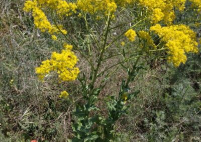 Dyer’s Woad