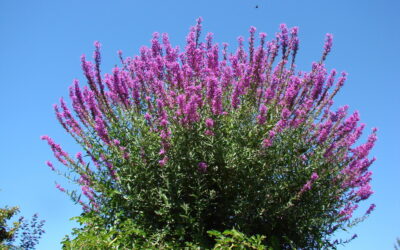 Purple Loosestrife