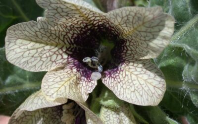 Black Henbane
