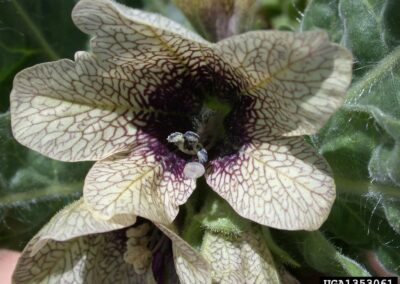 Black Henbane