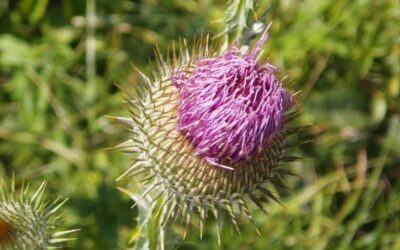 Scotch Thistle