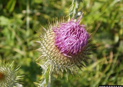 Scotch Thistle