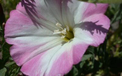 Field Bindweed