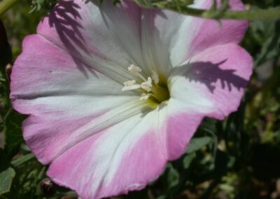 Field Bindweed