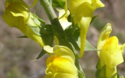 Dalmatian Toadflax Spp.