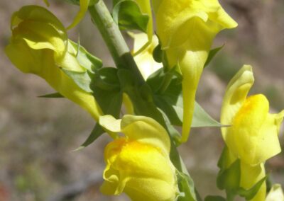 Dalmatian Toadflax Spp.