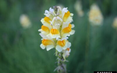 Yellow Toadflax