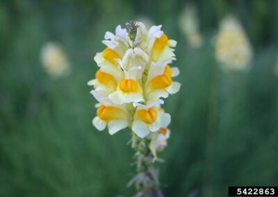 Yellow Toadflax