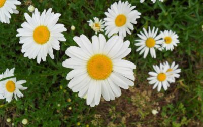 Oxeye Daisy