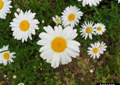Oxeye Daisy