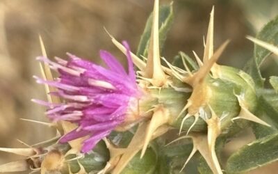 Purple Starthistle