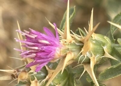 Purple Starthistle